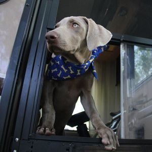 Meet your Posher, Laurie